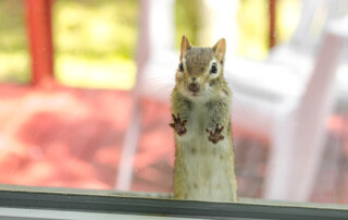 San Diego Employers: Do We Have to Allow Emotional Support Squirrels