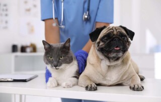 Can a Veterinarian Practice Veterinary Medicine Using a California LLC?