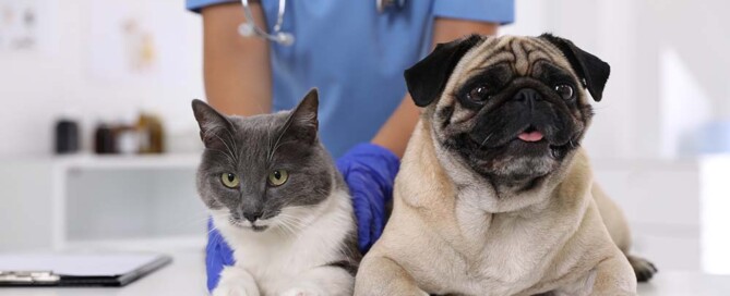 Can a Veterinarian Practice Veterinary Medicine Using a California LLC?