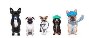 Who May Be a Shareholder of a California Professional Veterinary Corporation?
