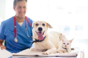 Sole Proprietorship vs Professional Veterinary Corporation in California
