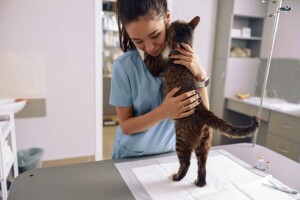 The 7 Steps for Forming a California Professional Veterinary Corporation