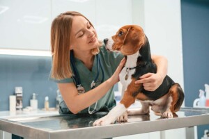 Can I Use a PLLC to Practice Veterinary Medicine in California?