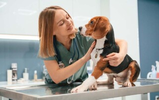 Can I Use a PLLC to Practice Veterinary Medicine in California?