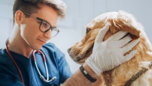 12 Steps to Convert a PLLC to a California Professional Veterinary Corporation