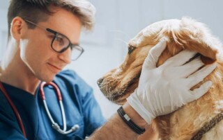 12 Steps to Convert a PLLC to a California Professional Veterinary Corporation