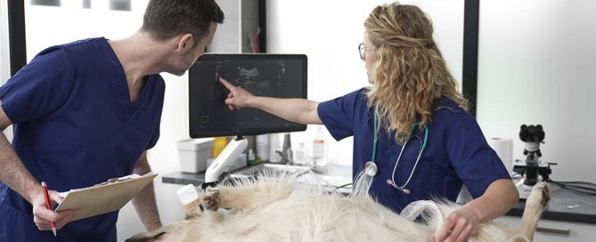 Can a Veterinarian Practice Using a General Stock Corporation in California?