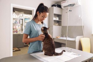 Four Things to Know About Starting Your Veterinary Medicine California Professional Corporation
