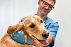 S-Corp versus Professional Veterinary Medical Corporation in California