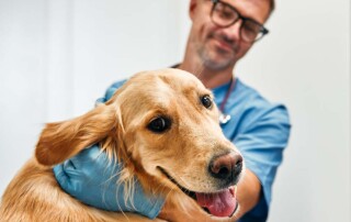 S-Corp versus Professional Veterinary Medical Corporation in California