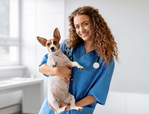 When Not to Use a California Professional Veterinary Corporation