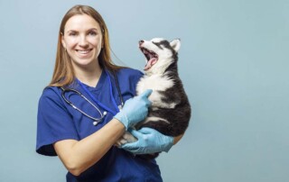 What Liability Protection Does a California Professional Veterinary Corporation Provide?