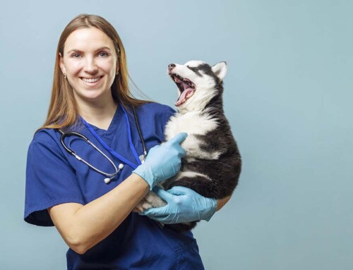 What Liability Protection Does a California Professional Veterinary Corporation Provide?