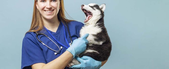 What Liability Protection Does a California Professional Veterinary Corporation Provide?