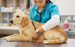 What Tax Benefits Does a California Professional Veterinary Corporation Provide?