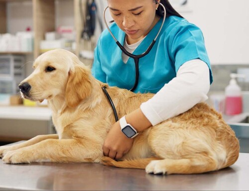 What Tax Benefits Does a California Professional Veterinary Corporation Provide?