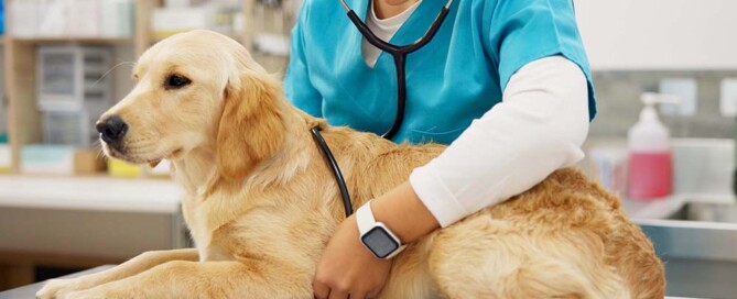 What Tax Benefits Does a California Professional Veterinary Corporation Provide?