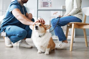 What are the Business Structure Options for Solo Veterinarians in California?