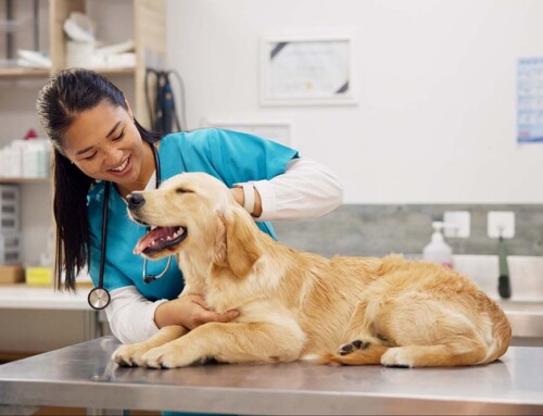 What is a 25102(f) Filing for a California Professional Veterinary Corporation?