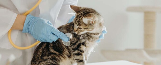 Adequate Capitalization of California Professional Veterinary Corporations