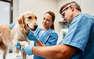 Initial Capitalization of California Professional Veterinary Corporations