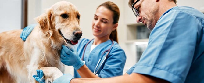 Initial Capitalization of California Professional Veterinary Corporations