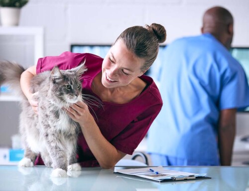 California LOEN Penalties for California Professional Veterinary Corporations
