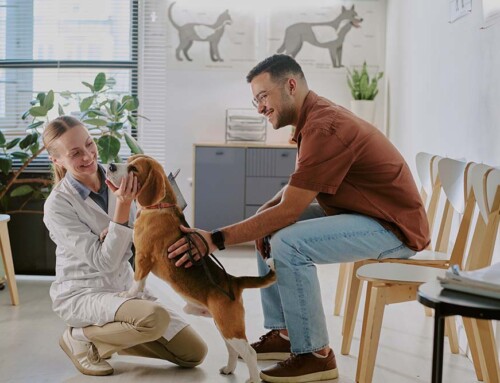 Why is a Veterinary Practice Not Permitted to Use a California LLC?