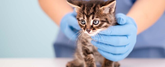 Frequently Asked Questions About California Professional Veterinary Corporations