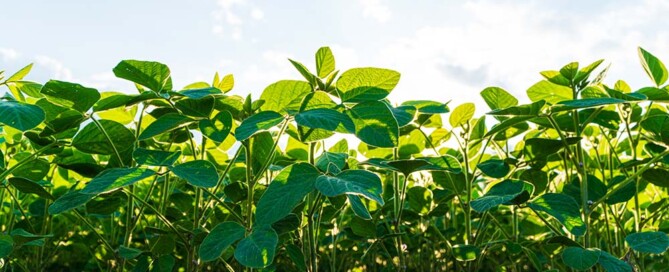 The 8 Requirements for California Professional Naturopathic Doctor Corporation Articles of Incorporation