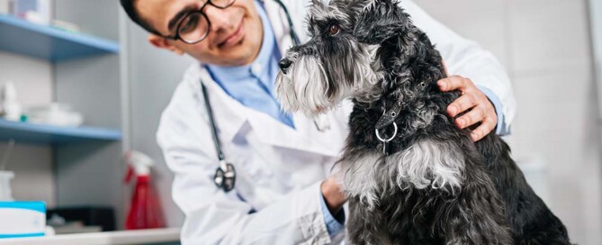 What is a Veterinary Professional Corporation?