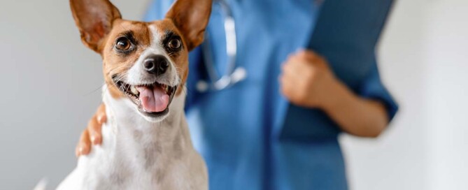 Tax Benefits of California Professional Veterinary Corporations
