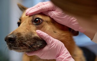 Liability Protection from California Professional Veterinary Corporations