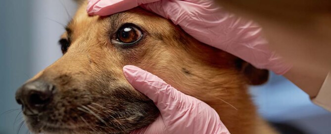Liability Protection from California Professional Veterinary Corporations