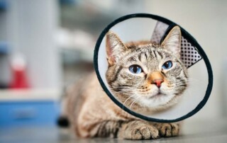 What Should I Do If the Wrong Articles Were Filed for a California Professional Veterinary Corporation?