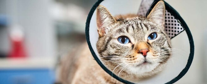 What Should I Do If the Wrong Articles Were Filed for a California Professional Veterinary Corporation?