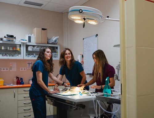 Advantages of California Professional Veterinary Corporations for Licensed Veterinarians