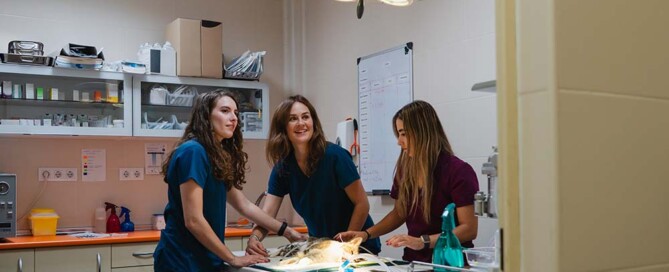 Advantages of California Professional Veterinary Corporations for Licensed Veterinarians