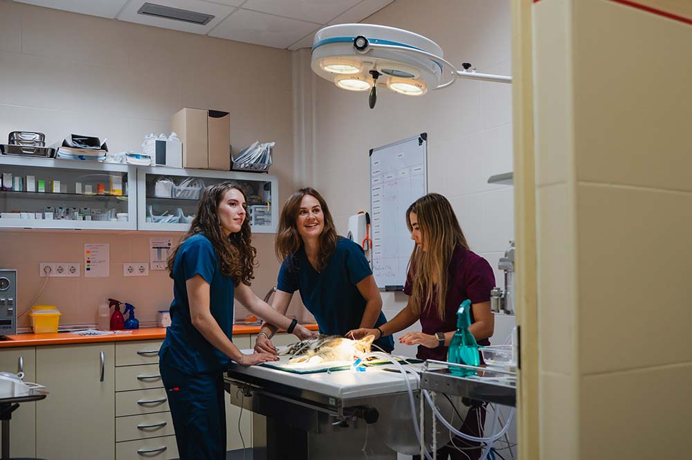 Advantages of California Professional Veterinary Corporations for Licensed Veterinarians