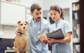 Amending Articles of Incorporation for California Professional Veterinary Corporations