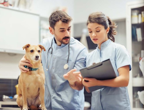 Amending Articles of Incorporation for California Professional Veterinary Corporations