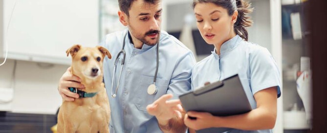 Amending Articles of Incorporation for California Professional Veterinary Corporations
