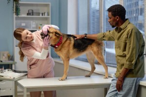 Comparison of Business Structures for Veterinarians in California