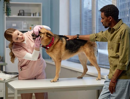 Comparison of Business Structures for Veterinarians in California