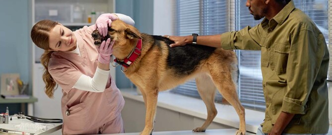 Comparison of Business Structures for Veterinarians in California