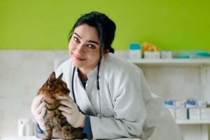 Transitioning From a General Stock Corporation to a California Professional Veterinary Corporation