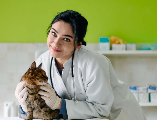 Transitioning From a General Stock Corporation to a California Professional Veterinary Corporation