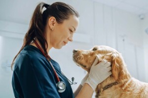 Transitioning From an LLC to a California Professional Veterinary Corporation
