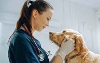 Transitioning From an LLC to a California Professional Veterinary Corporation