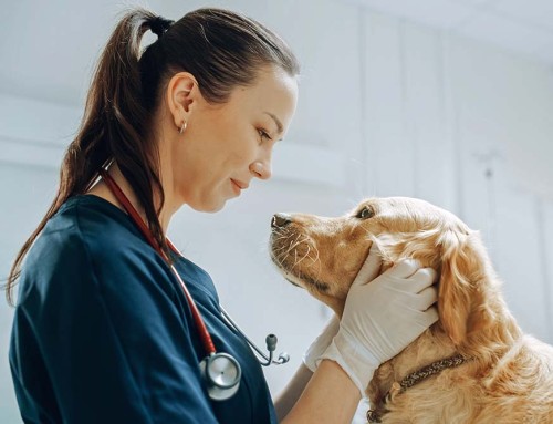 Transitioning From an LLC to a California Professional Veterinary Corporation